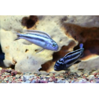 Melanochromis Maingano